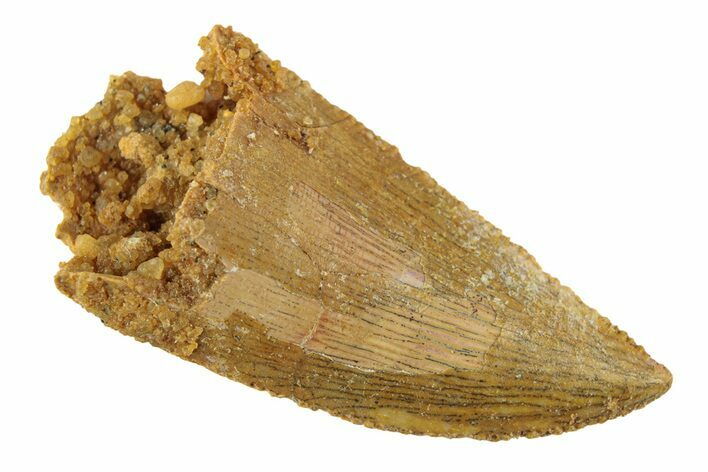 Serrated, Raptor Tooth - Real Dinosaur Tooth #268734